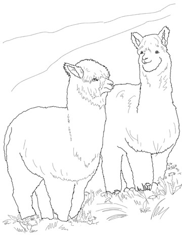 Two Hairy Alpacas Coloring Page